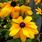 Black-eyed Susan