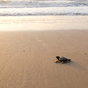 Tortuga lora