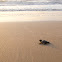 Tortuga lora