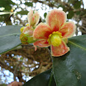 Clusia