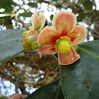 Clusia