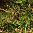 Ruffed Grouse