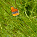 Scarce Copper