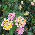 Lantana