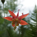 Red Columbine