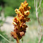 Succiamele rossastro