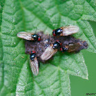 Lance fly