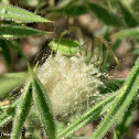 Egg Sac ~ Green Lynx Spider