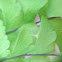 Northern Maidenhair Fern