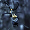 Golden ant