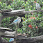 blue gray tanager