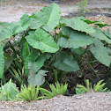 Elephant Ears