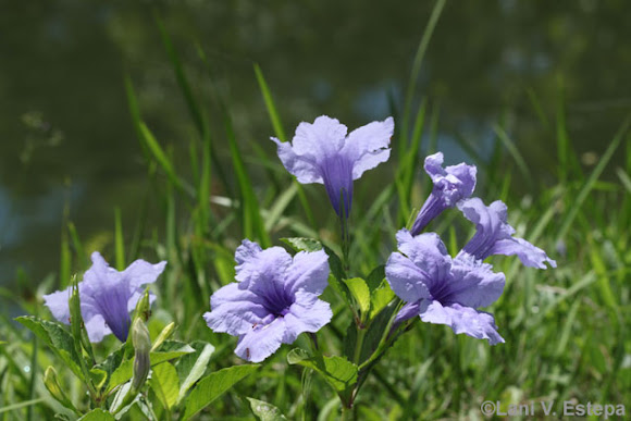 Spotting Image 1