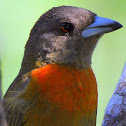 Cherrie's Tanager (female)