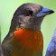 Cherrie's Tanager (female)