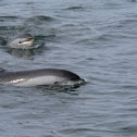 Atlantic White-sided Dolphin