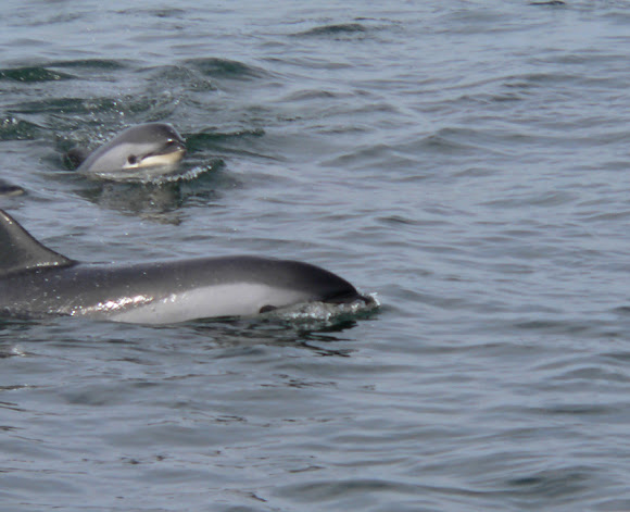 Spotting Image 1