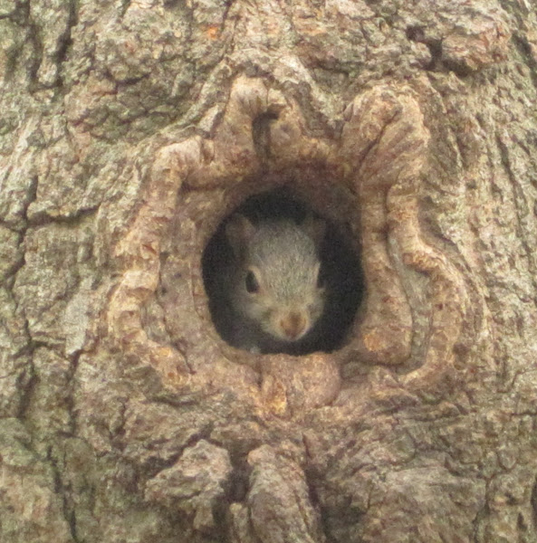 Eastern Gray Squirrels and nest Project Noah