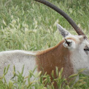 Scimitar Oryx Antelope