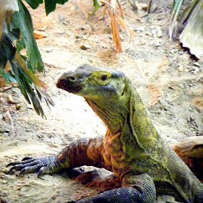 Komodo Dragon by JenWil   - Animals Reptiles
