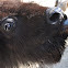 American bison