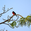 Double-toothed Barbet