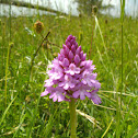 Anacamptis pyramidalis