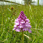 Anacamptis pyramidalis