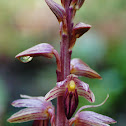 Stripped coral root orchid