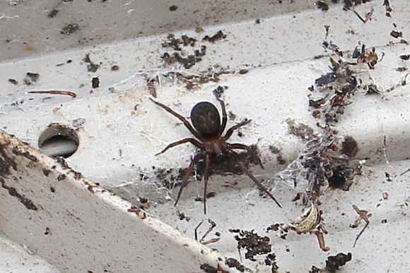 Spotting Image 1