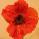 Oriental poppy