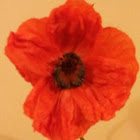 Oriental poppy