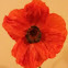 Oriental poppy