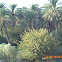 date palm