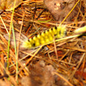 caterpiller