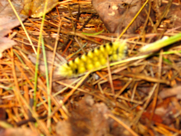 Spotting Image 1