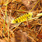 caterpiller
