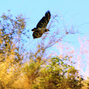 Black-chested Buzzard-Eagle