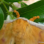 Australian Woolly Bear (male)