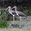 White Ibis Juvenile