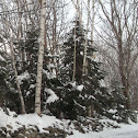 Red Spruce and White Birch