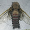 Oriental Bee Hawk