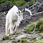 Mountain Goat