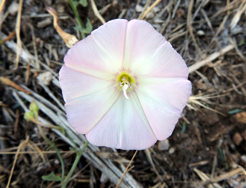 Field Bindweed