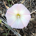 Field Bindweed
