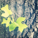 Tulip Poplar