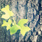 Tulip Poplar