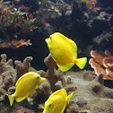 Yellow Tangs
