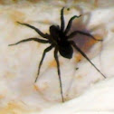 Carolina wolf spider