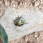 Stink bug nymph